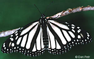 Danuas plexippus nivosus White Monarch 2 (Internet Image property of respective owner, non-commercial use only)
